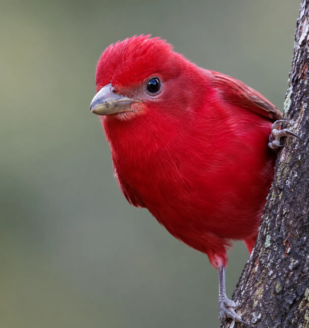 Summer Tanager
