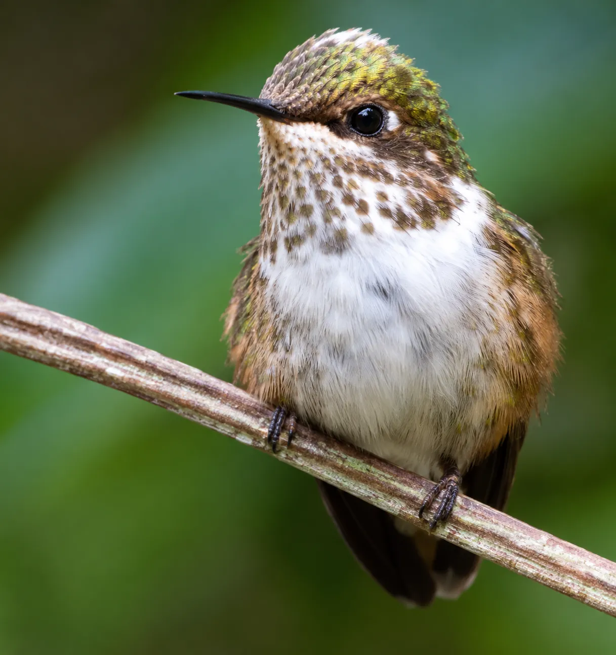 Volcano Hummingbird
