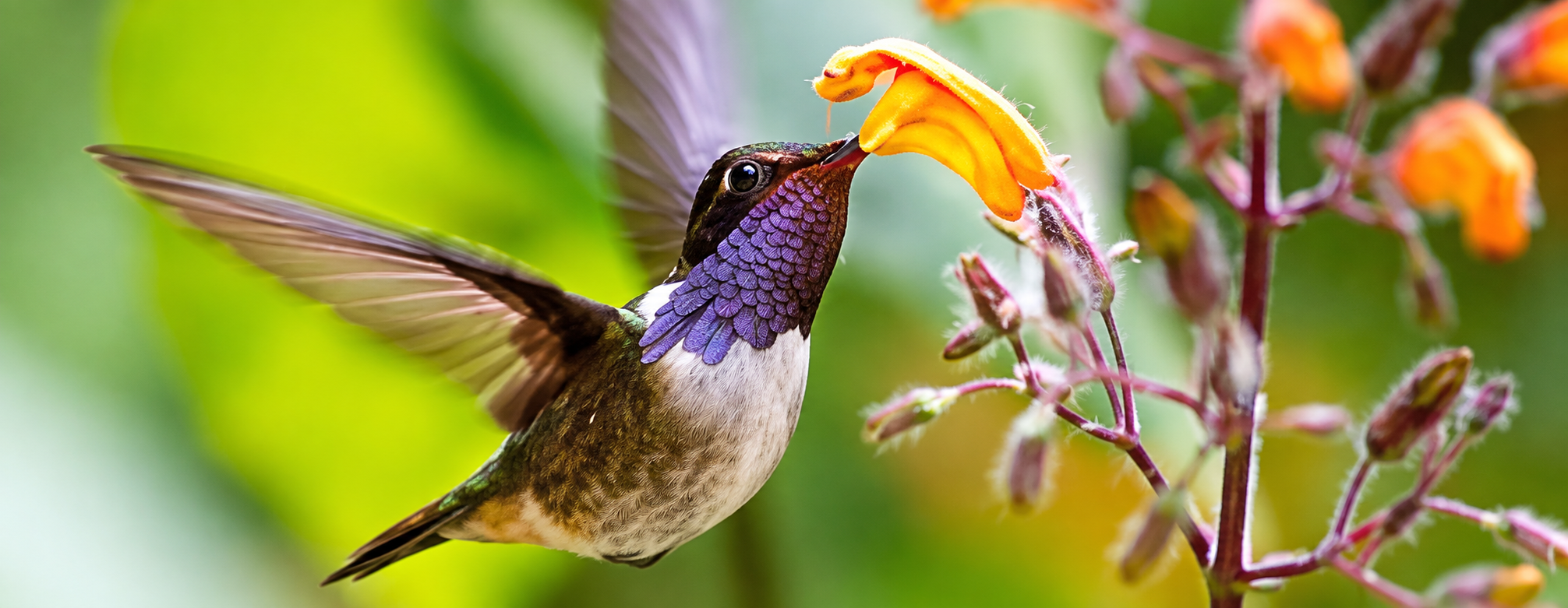 A hummingbird in the gardens